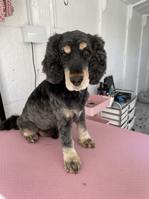 The spaniel's ears and head after a tidy-up, cropped tight